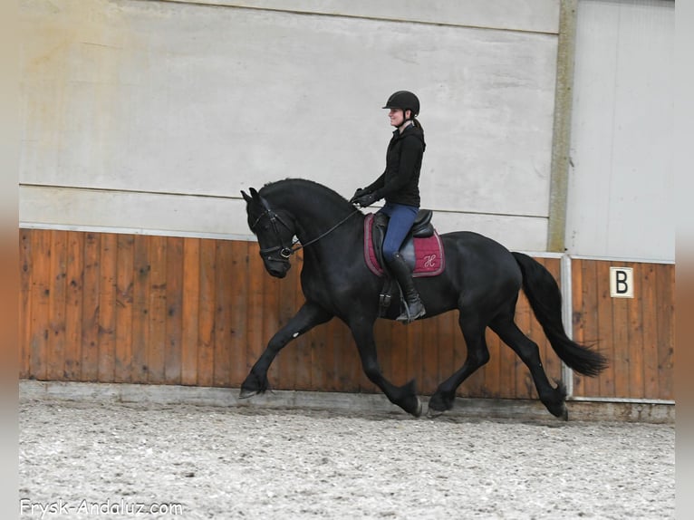 Fries paard Hengst 4 Jaar 163 cm Zwart in Mijnsheerenland