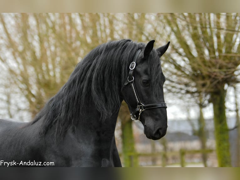 Fries paard Hengst 4 Jaar 163 cm Zwart in Mijnsheerenland