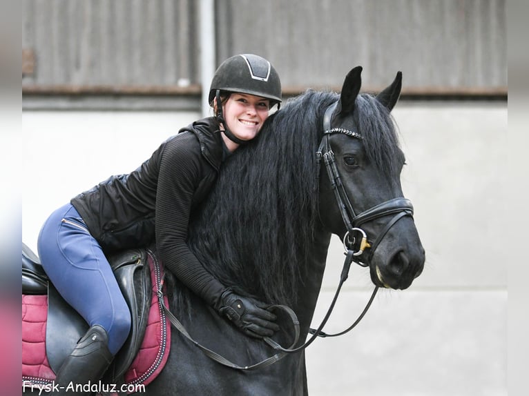 Fries paard Hengst 4 Jaar 163 cm Zwart in Mijnsheerenland