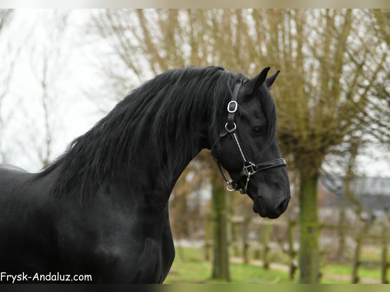 Fries paard Hengst 4 Jaar 163 cm Zwart in Mijnsheerenland