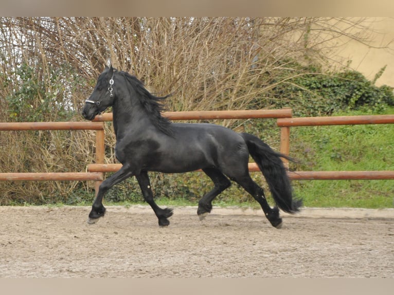 Fries paard Hengst 4 Jaar 163 cm Zwart in Ochtendung