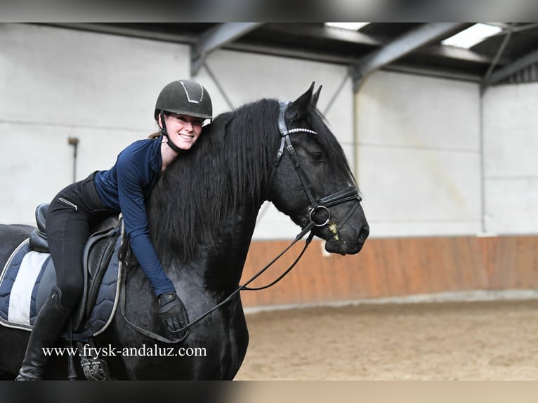 Fries paard Hengst 4 Jaar 163 cm Zwart in Mijnsheerenland