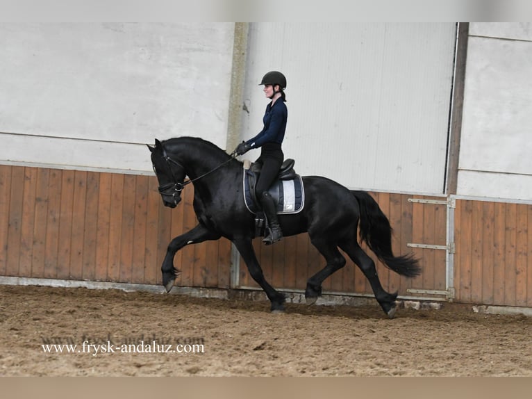 Fries paard Hengst 4 Jaar 163 cm Zwart in Mijnsheerenland