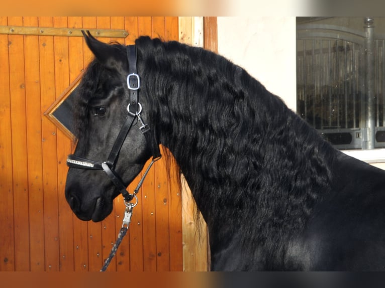 Fries paard Hengst 4 Jaar 163 cm Zwart in Ochtendung