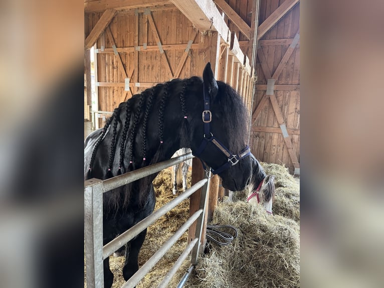 Fries paard Hengst 4 Jaar 164 cm Zwart in Kirchberg im Wald