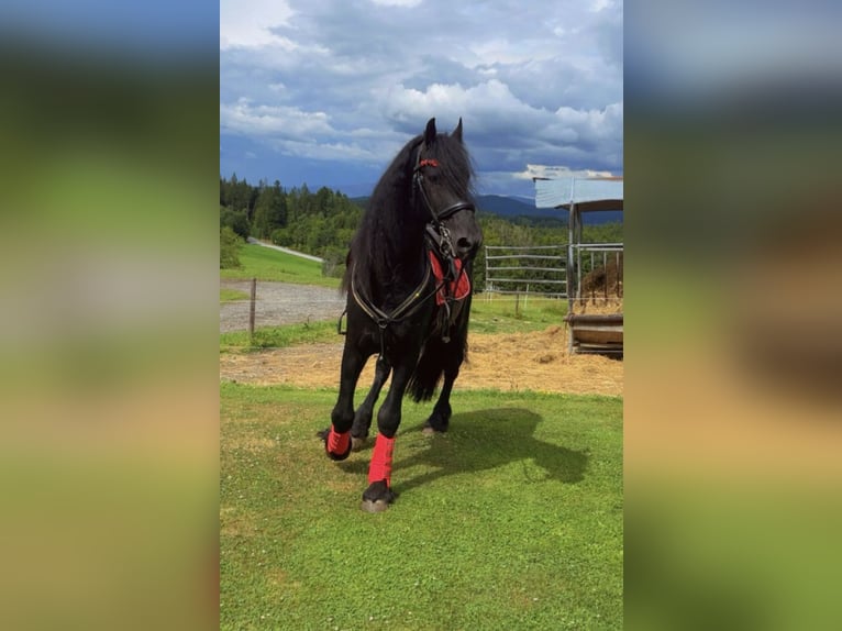 Fries paard Hengst 4 Jaar 164 cm Zwart in Kirchberg im Wald