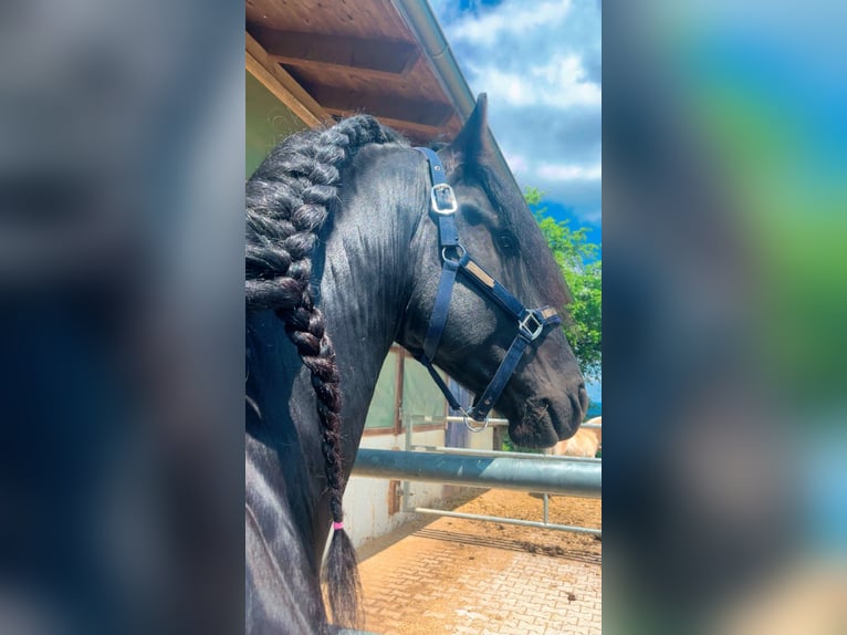 Fries paard Hengst 4 Jaar 164 cm Zwart in Kirchberg im Wald