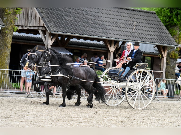 Fries paard Hengst 4 Jaar 164 cm Zwart in Nes