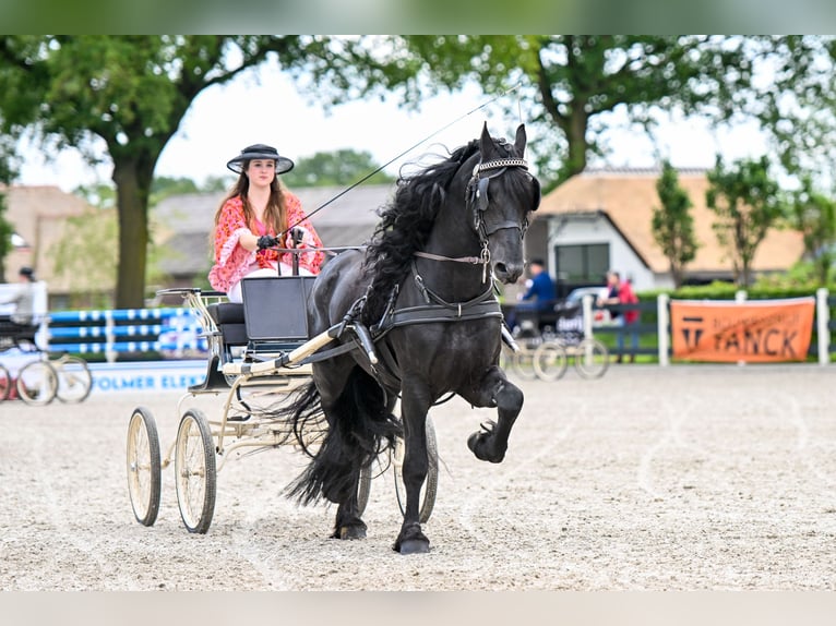 Fries paard Hengst 4 Jaar 164 cm Zwart in Nes