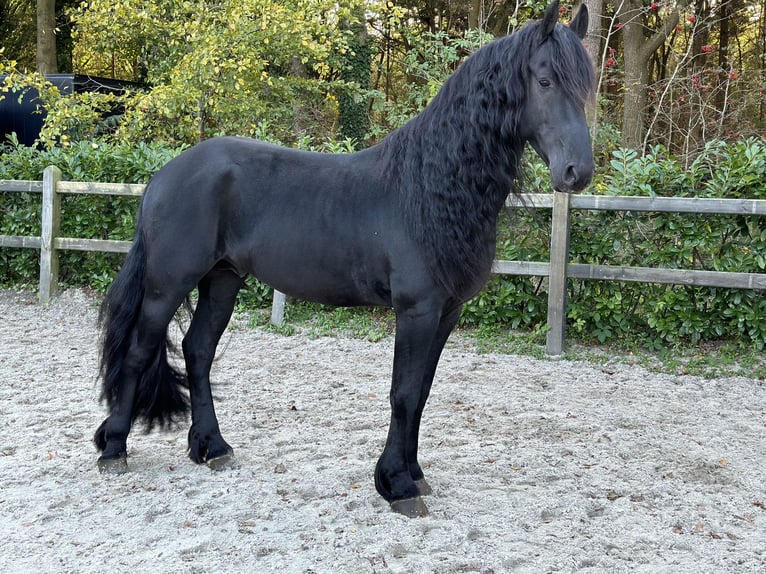 Fries paard Hengst 4 Jaar 164 cm Zwart in Nes