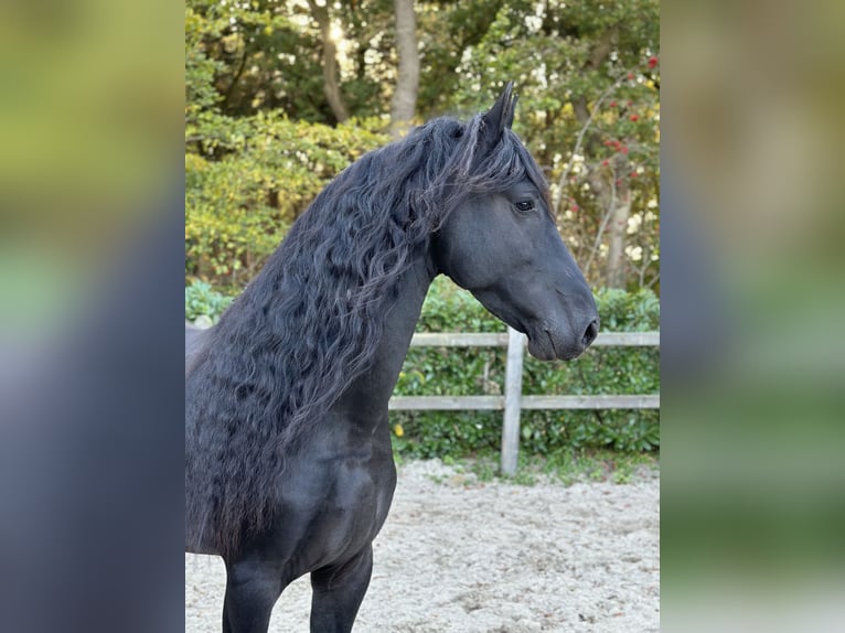 Fries paard Hengst 4 Jaar 164 cm Zwart in Nes