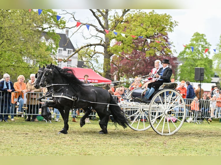 Fries paard Hengst 4 Jaar 164 cm Zwart in Nes