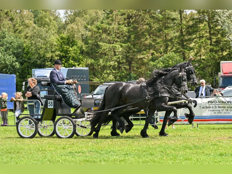 Fries paard Hengst 4 Jaar 164 cm Zwart in Nes