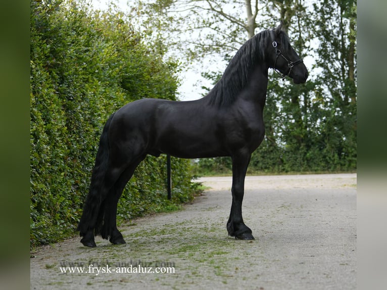 Fries paard Hengst 4 Jaar 164 cm Zwart in Mijnsheerenland