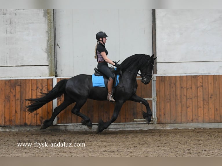 Fries paard Hengst 4 Jaar 164 cm Zwart in Mijnsheerenland