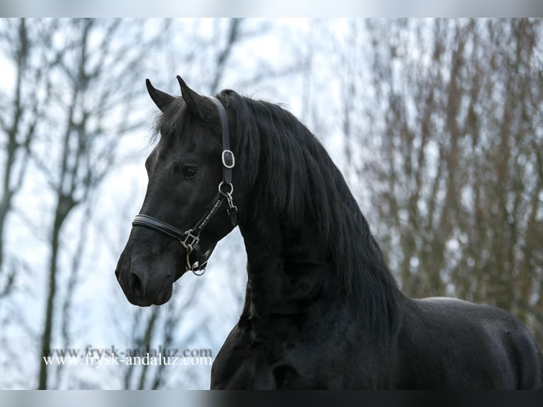 Fries paard Hengst 4 Jaar 164 cm Zwart in Mijnsheerenland