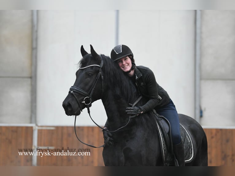 Fries paard Hengst 4 Jaar 164 cm Zwart in Mijnsheerenland