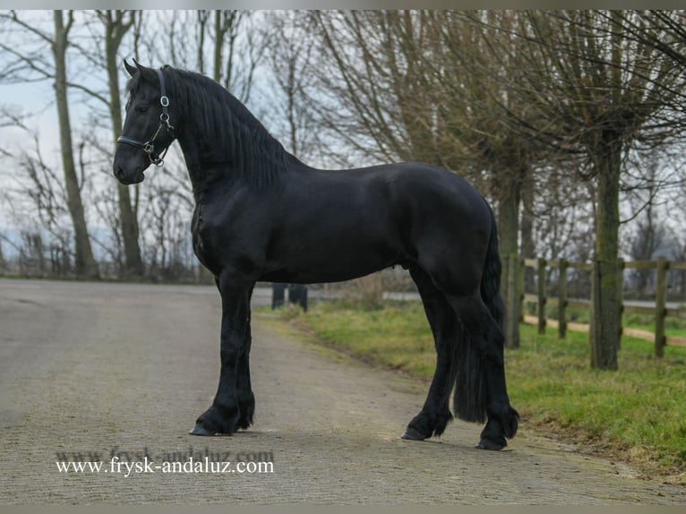 Fries paard Hengst 4 Jaar 164 cm Zwart in Mijnsheerenland