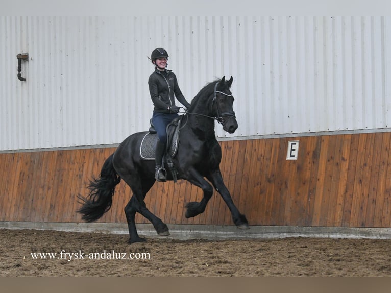 Fries paard Hengst 4 Jaar 164 cm Zwart in Mijnsheerenland