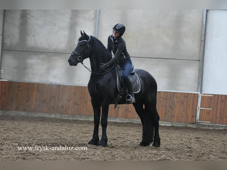 Fries paard Hengst 4 Jaar 164 cm Zwart in Mijnsheerenland