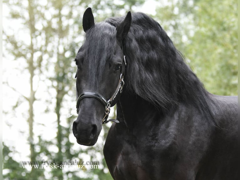 Fries paard Hengst 4 Jaar 165 cm Zwart in Mijnsheerenland