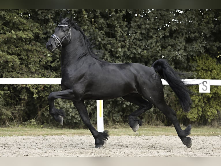 Fries paard Hengst 4 Jaar 165 cm Zwart in Britswert