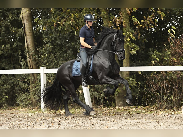 Fries paard Hengst 4 Jaar 165 cm Zwart in Britswert