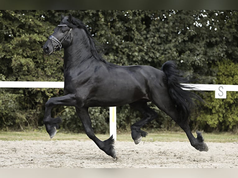 Fries paard Hengst 4 Jaar 165 cm Zwart in Britswert