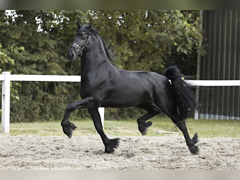 Fries paard Hengst 4 Jaar 165 cm Zwart in Britswert