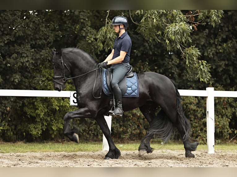 Fries paard Hengst 4 Jaar 165 cm Zwart in Britswert