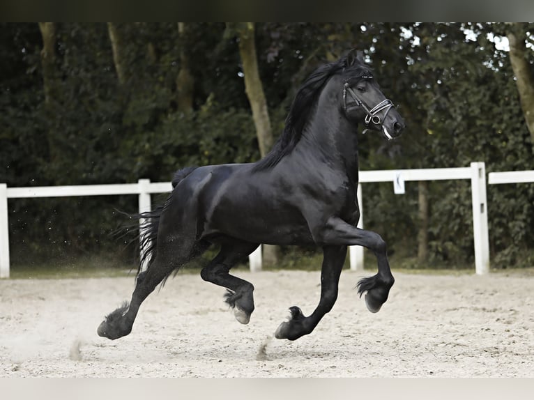 Fries paard Hengst 4 Jaar 165 cm Zwart in Britswert