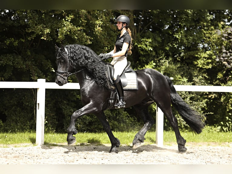 Fries paard Hengst 4 Jaar 165 cm Zwart in Britswert