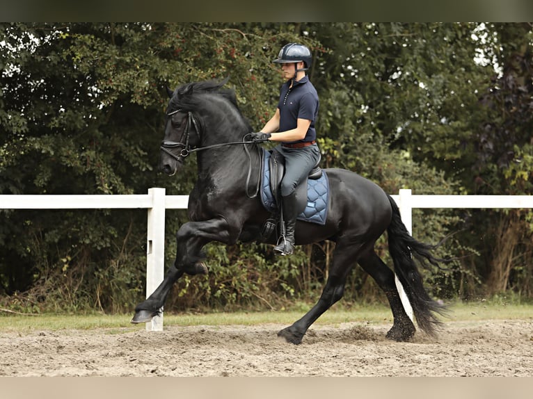 Fries paard Hengst 4 Jaar 165 cm Zwart in Britswert