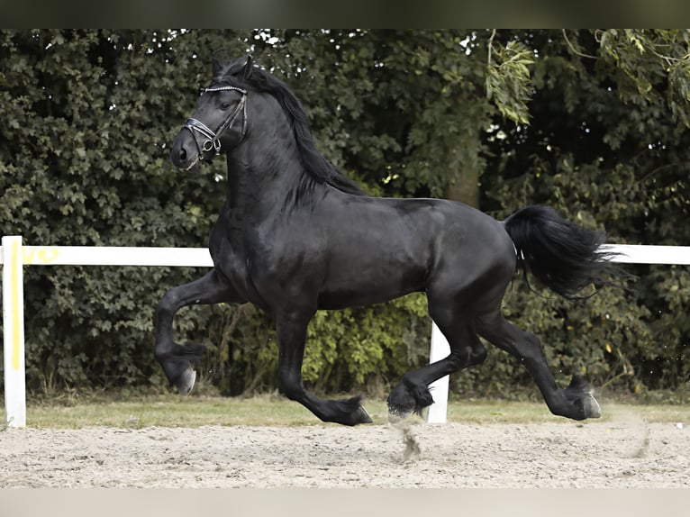 Fries paard Hengst 4 Jaar 165 cm Zwart in Britswert