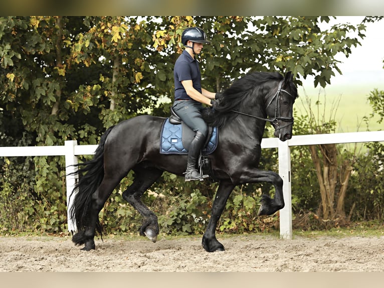 Fries paard Hengst 4 Jaar 165 cm Zwart in Britswert