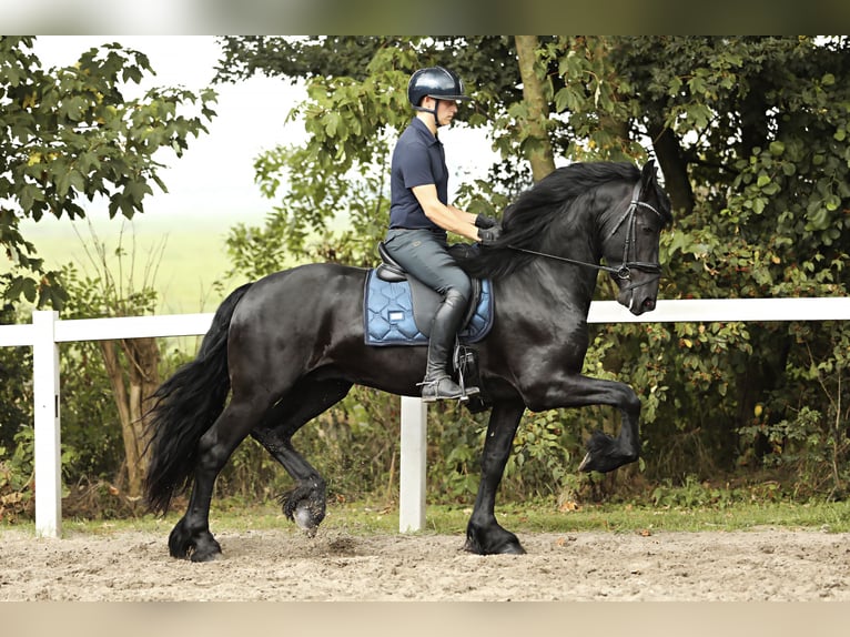 Fries paard Hengst 4 Jaar 165 cm Zwart in Britswert