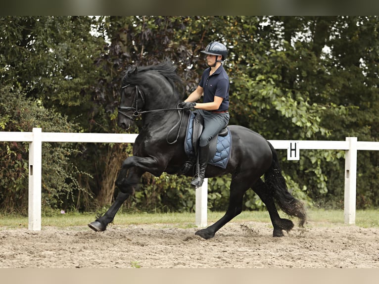 Fries paard Hengst 4 Jaar 165 cm Zwart in Britswert