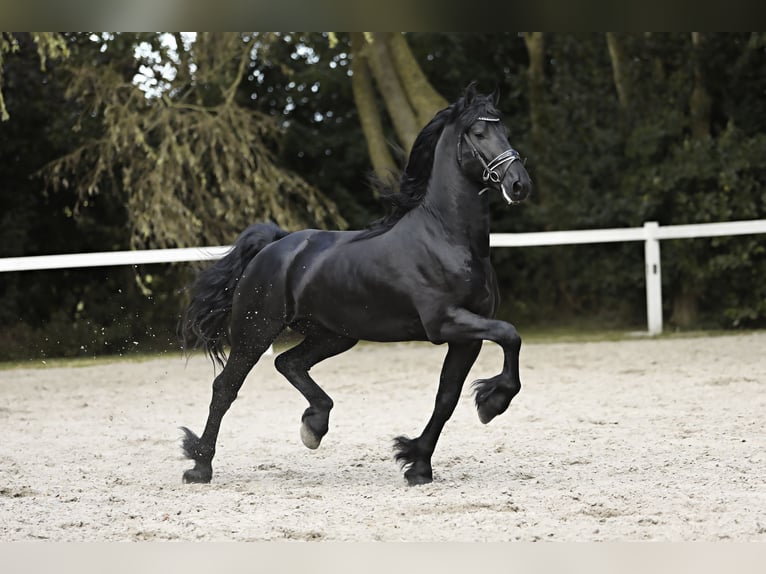 Fries paard Hengst 4 Jaar 165 cm Zwart in Britswert