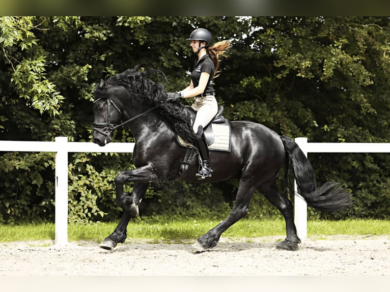 Fries paard Hengst 4 Jaar 165 cm Zwart in Britswert