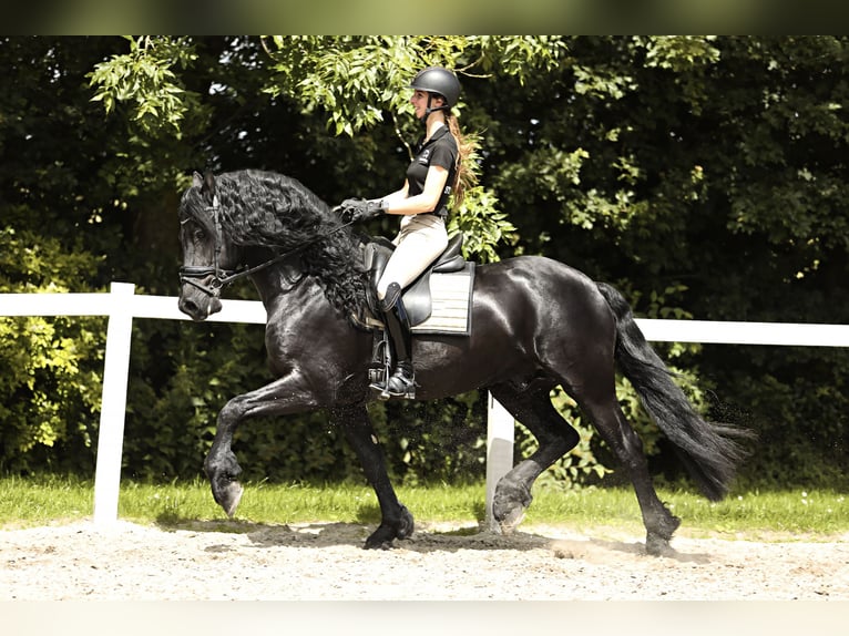 Fries paard Hengst 4 Jaar 165 cm Zwart in Britswert