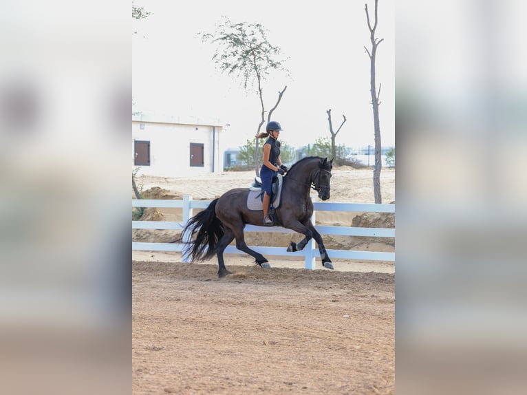 Fries paard Hengst 4 Jaar 165 cm Zwart in Dubai