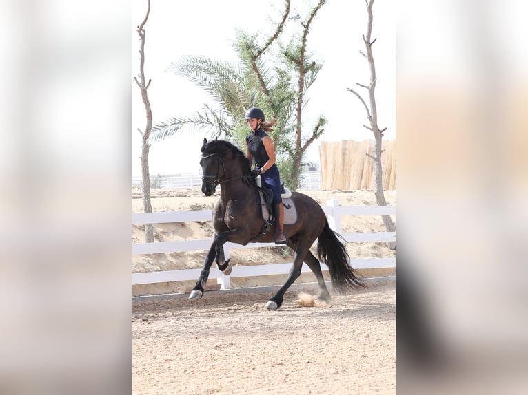 Fries paard Hengst 4 Jaar 165 cm Zwart in Dubai