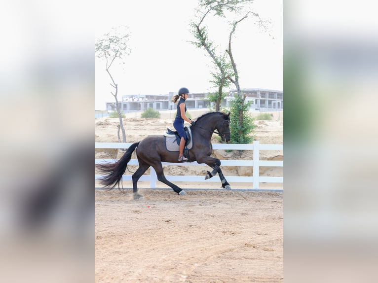 Fries paard Hengst 4 Jaar 165 cm Zwart in Dubai