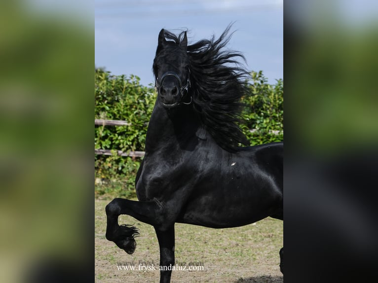 Fries paard Hengst 4 Jaar 165 cm Zwart in Mijnsheerenland