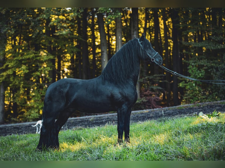 Fries paard Hengst 4 Jaar 166 cm Zwart in Skrzyszów