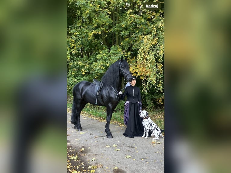 Fries paard Hengst 4 Jaar 166 cm Zwart in Skrzyszów