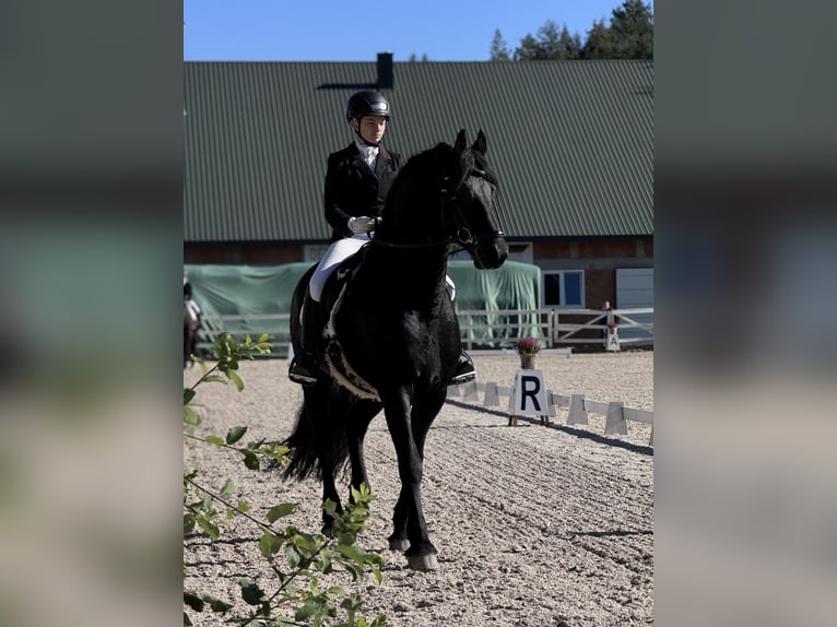 Fries paard Hengst 4 Jaar 166 cm Zwart in Skrzyszów