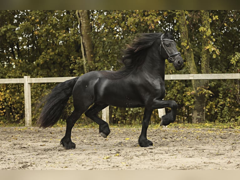 Fries paard Hengst 4 Jaar 166 cm Zwart in Britswert