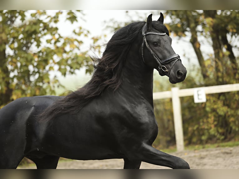 Fries paard Hengst 4 Jaar 166 cm Zwart in Britswert