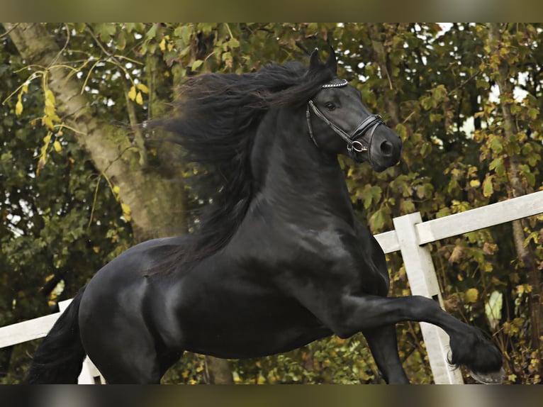 Fries paard Hengst 4 Jaar 166 cm Zwart in Britswert